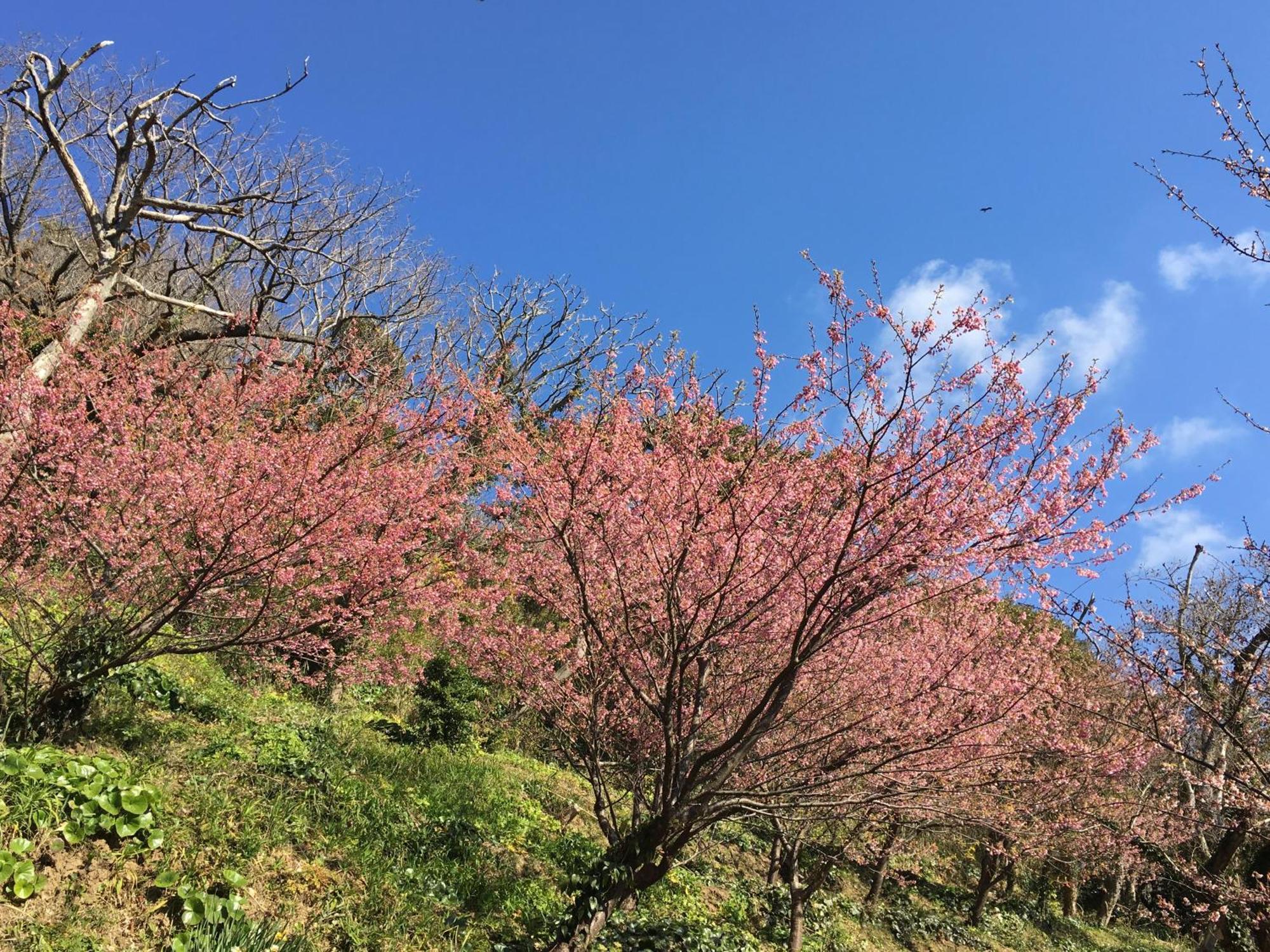 Dogashima Onsen Hotel Нисиидзу Экстерьер фото